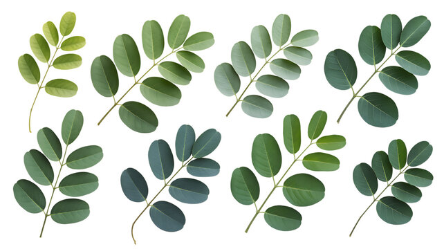 Botanical elegance shines with this collection of verdant green leaf sprigs, perfect for nature-inspired designs, bringing organic freshness to your creative projects