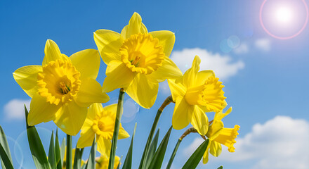 Image is a vibrant, high-resolution photograph featuring a close-up view of bright yellow daffodils in full bloom. The flowers are positioned prominently in the foreground, with their trumpet-shaped p