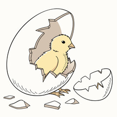 Yellow Chick Hatching from a Cracked Egg on White Background chicken baby bird