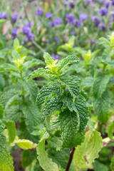 Curly mint grows in the garden, natural background, top view