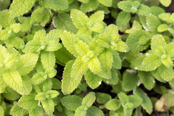 Pineapple mint grows in the garden, natural background, top view