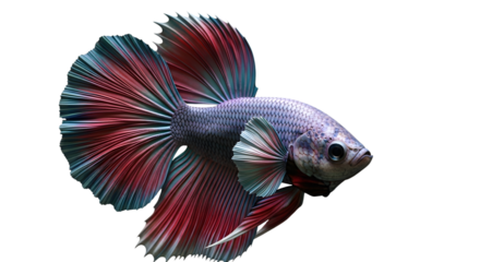 Colorful siamese fighting fish isolated on clean white background