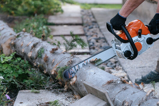 Man using a chainsaw to cut a spruce tree. Hands gripping the saw, action shot with wood chips flying, outdoor forestry and logging scene.