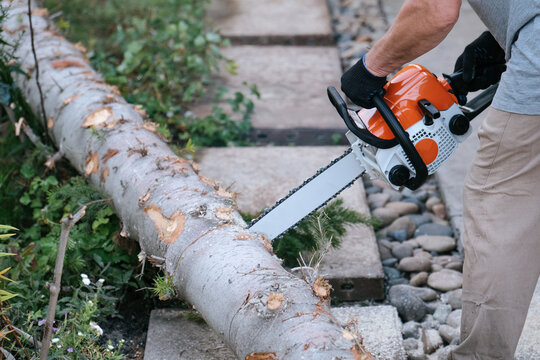 Man using a chainsaw to cut a spruce tree. Hands gripping the saw, action shot with wood chips flying, outdoor forestry and logging scene. - Powered by Adobe