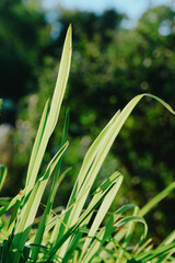 Green grass lawn bathed in sunlight. Vibrant outdoor scene with fresh greenery, natural textures, and warm backlighting.