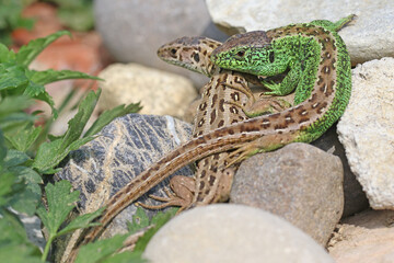 Paarung bei Zauneidechsen - Balz