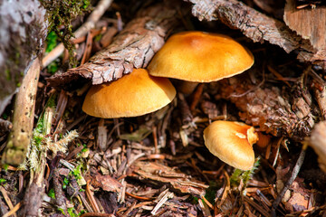 Fresh chanterelle mushrooms in forest environment among grass moss and fallen branches