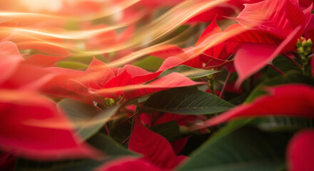 Elegant red poinsettia leaves glowing with vibrant holiday light, perfect for festive designs and seasonal promotions, bringing warmth and cheerful spirit