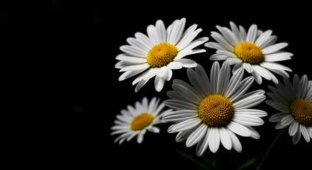 Close-up of several white daisies with yellow centers against a black background, showcasing their delicate petals.