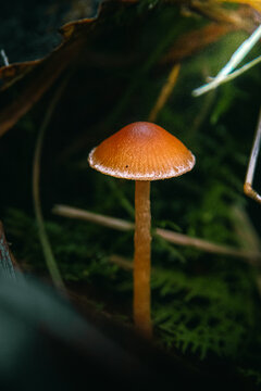 A solitary, slender orange mushroom stands out vividly against a deep, dark, mossy forest background