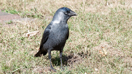 crow on the grass