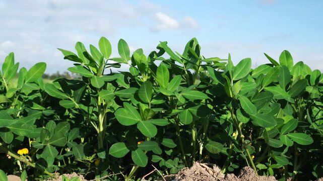 low angle view of peanut plant