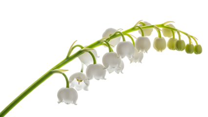Lily of the Valley Flowers on Black Background Keywords: lily of the valley, flowers, white