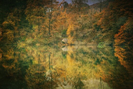 autumn forest in the morning