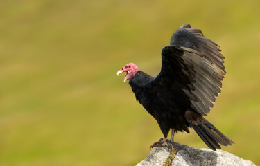 Turkey Vulture with wings spread on rock in the Falkland Islands