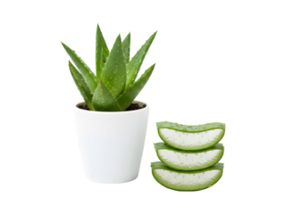 Aloe vera pieces show water drops, and the aloe vera plant is set apart on a white backdrop.

