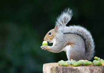 Grey Squirrel holding and eating green acorn on a tree stump