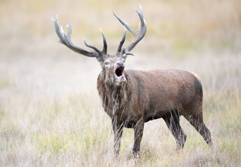 Portrait of a red deer stag roaring during rutting season in autumn