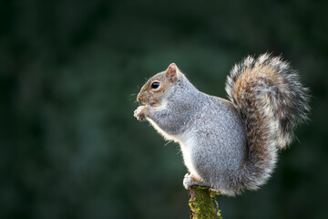 Grey squirrel eating nut on a tree branch