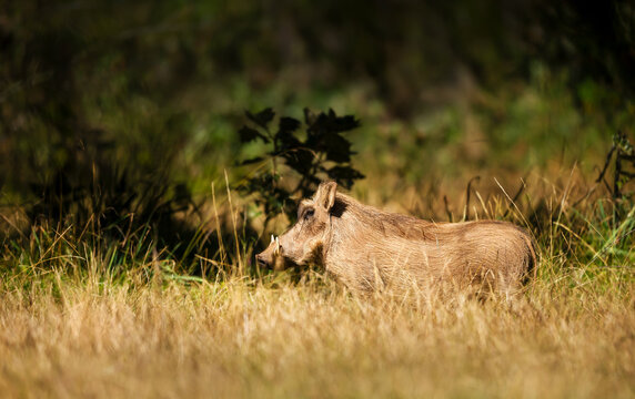 Wild common warthog foraging in natural Ethiopian habitat - Powered by Adobe