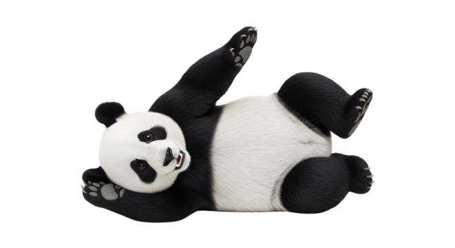 Cute giant panda plush toy lying on its back playfully posing for fun commercial use isolated PNG with Transparent Background