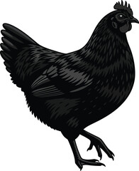 Elegant black chicken strutting confidently against a clean white background