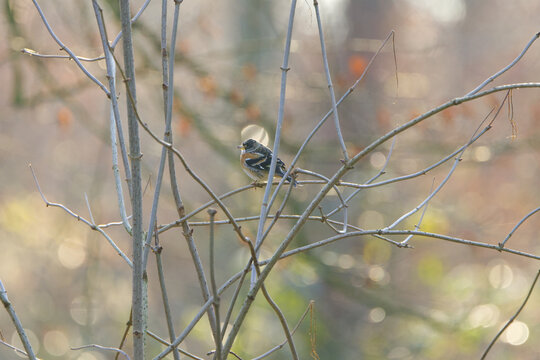 colorful mountain finch from the side on a branch in the background, bokeh balls at sunset, bare branches and small songbird, bird on tree at sunset, Fringilla montifringilla