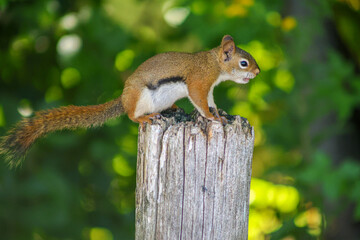 Red Squirrel Sitting on a Wooden Post with Green Forest Background