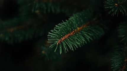 A close up shot of a spruce tree branch with needles against a dark blurred background