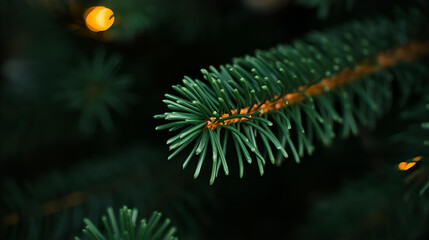 A close up of a christmas tree branch with needles and a blurred light in the background