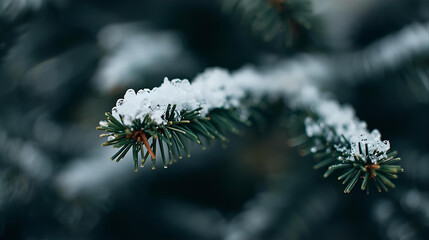 A close up of a snow covered pine branch against a blurred winter background outdoors