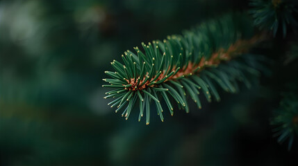 A close up shot of a green pine branch with needles in a blurred background setting