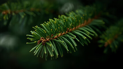 A close up view of a green pine tree branch with needles in a dark forest setting seen up close