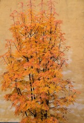 A lovely little rowan in autumn colors.