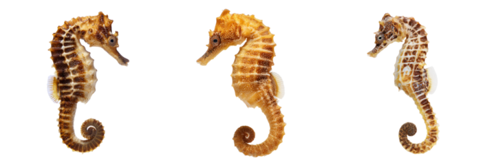 Seahorses in motion underwater world transparent background marine life close-up view