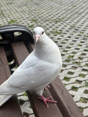 White dove resting on a bench in urban park symbolizing peace  