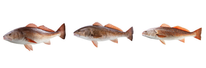 Obraz premium Dynamic fish species display in clear water aquatic environment transparent background