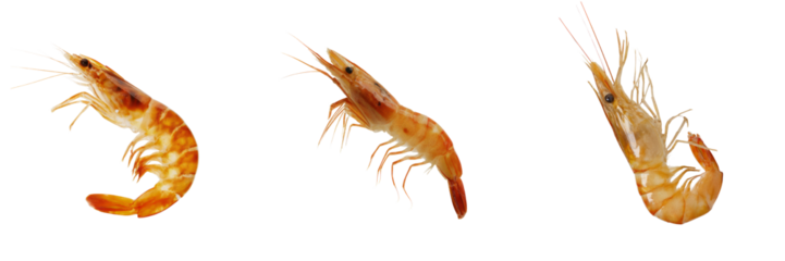 Shrimp seafood close-up transparent background white environment for culinary use