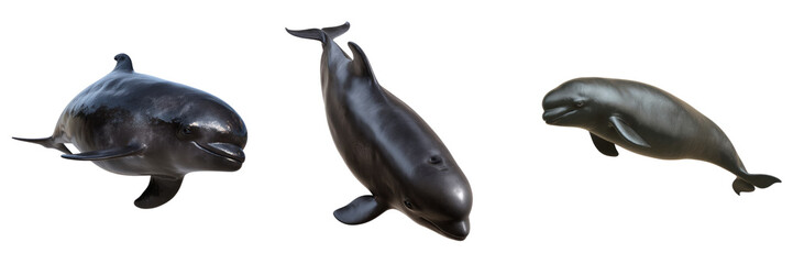 Playful dolphins swimming ocean environment models with transparent background