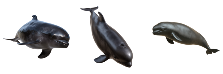 Playful dolphins swimming ocean environment models with transparent background