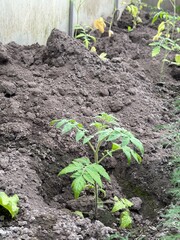 Tomato seedling growing in soil inside greenhouse bed  