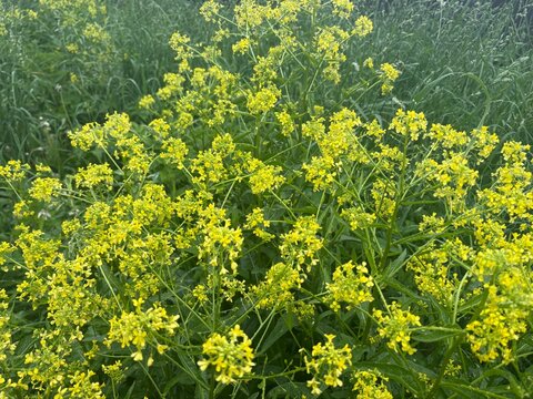 Yellow flowers of bunias orientalis blooming in a meadow field  