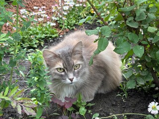 Fluffy gray cat sitting among green plants in a garden  