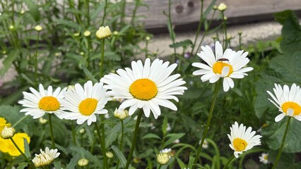Obraz premium Oxeye daisy flowers blooming in a garden with green foliage 