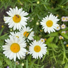 Fototapeta premium Leucanthemum vulgare flowers blooming in a wildflower meadow 