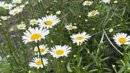 Fototapeta premium Wildflowers of oxeye daisies blooming in a green field 