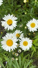 Fototapeta premium White daisies blooming in a green meadow with wildflowers 