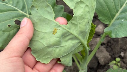 Hand holding green cabbage leaf with caterpillar eggs in garden   © Maria A
