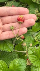 Hand holding wild strawberry in lush green foliage of woodland  