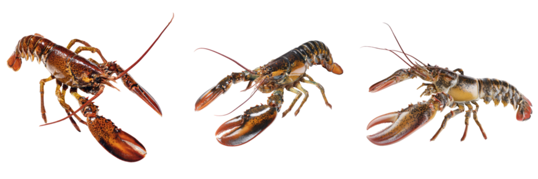 Lobster species exploration underwater habitat transparent background marine life detailed view